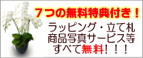 7つの特典