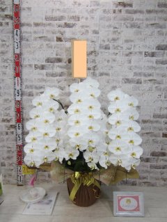 【開店祝い】本当に綺麗で立派な胡蝶蘭で、私も送り先の妹も大満足しています！