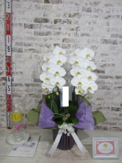 【お供え】贈り主の私にもメールや写真も丁寧で信頼のおけるお店と感じました。
