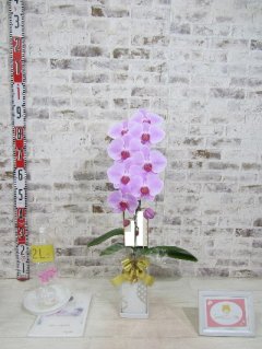 【受章祝い】母が喜ぶ最高のお祝いができて嬉しく思っています。