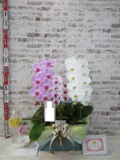 【開店祝い】なんて親切なというか、なんて花に対する愛情があるのかと感激してしまいました。