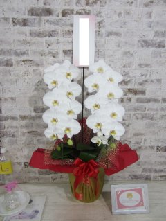 【御祝】大変喜んでいただきました。ありがとうございました。