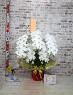 【周年祝い】また胡蝶蘭の贈答の機会がありましたらお願いしたいと思います。