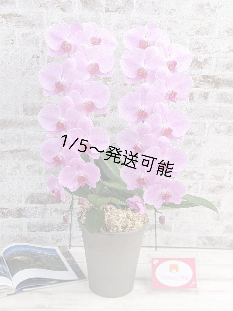 画像6: ☆艶やかなピンク☆スタンダード＊姫葵(ヒメアオイ)大輪＊(２本立) ７つの特典付き！〈約高さ８５ｃｍ、横幅４０ｃｍ、奥行き４０ｃｍ〉24輪以上  (6)