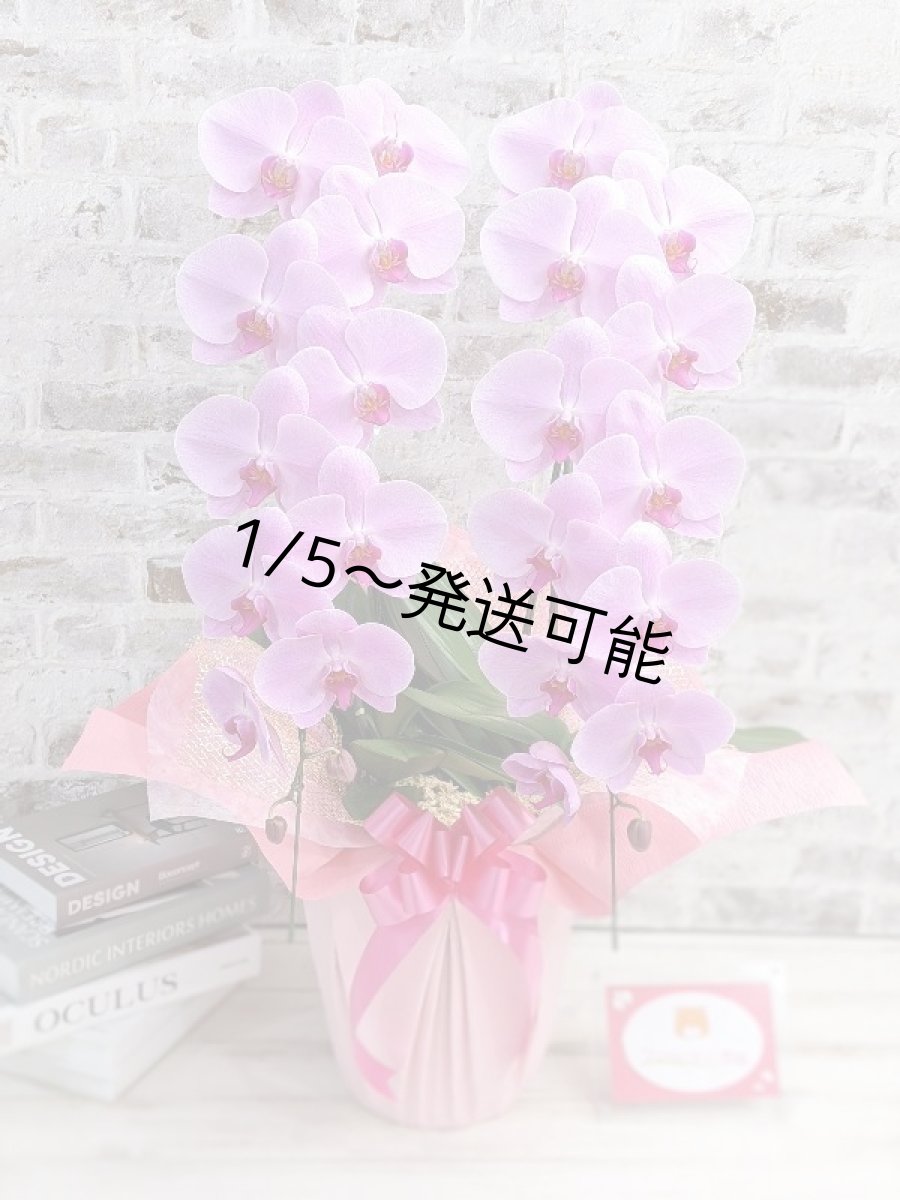 画像1: ☆艶やかなピンク☆スタンダード＊姫葵(ヒメアオイ)大輪＊(２本立) ７つの特典付き！〈約高さ８５ｃｍ、横幅４０ｃｍ、奥行き４０ｃｍ〉24輪以上  (1)