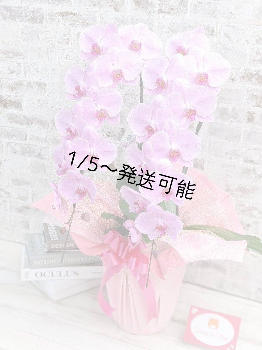 画像2: ☆艶やかなピンク☆スタンダード＊姫葵(ヒメアオイ)大輪＊(２本立) ７つの特典付き！〈約高さ８５ｃｍ、横幅４０ｃｍ、奥行き４０ｃｍ〉24輪以上  (2)