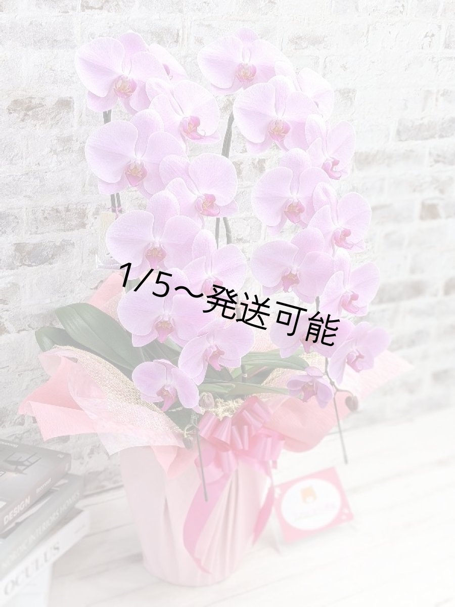 画像3: ☆艶やかなピンク☆スタンダード＊姫葵(ヒメアオイ)大輪＊(２本立) ７つの特典付き！〈約高さ８５ｃｍ、横幅４０ｃｍ、奥行き４０ｃｍ〉24輪以上  (3)