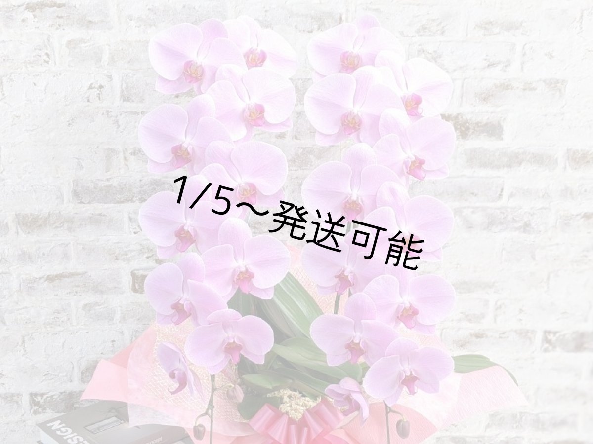 画像4: ☆艶やかなピンク☆スタンダード＊姫葵(ヒメアオイ)大輪＊(２本立) ７つの特典付き！〈約高さ８５ｃｍ、横幅４０ｃｍ、奥行き４０ｃｍ〉24輪以上  (4)