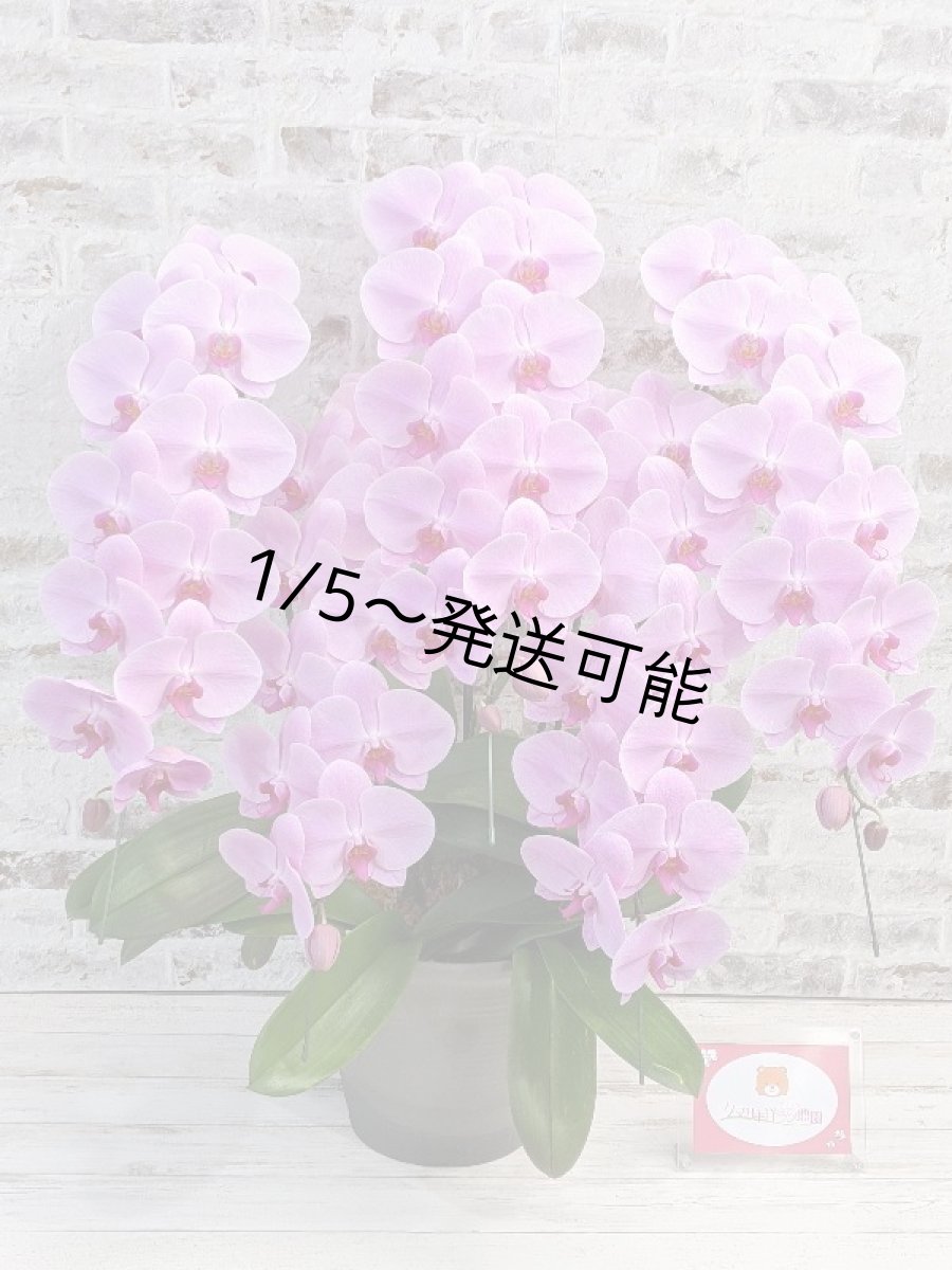 画像6: 【※大型送料3,800円】☆艶やかなピンク☆スタンダード＊姫葵(ヒメアオイ)大輪＊(５本立) ７つの特典付き！〈約高さ９０ｃｍ、横幅８０ｃｍ、奥行き５０ｃｍ〉55輪以上  (6)