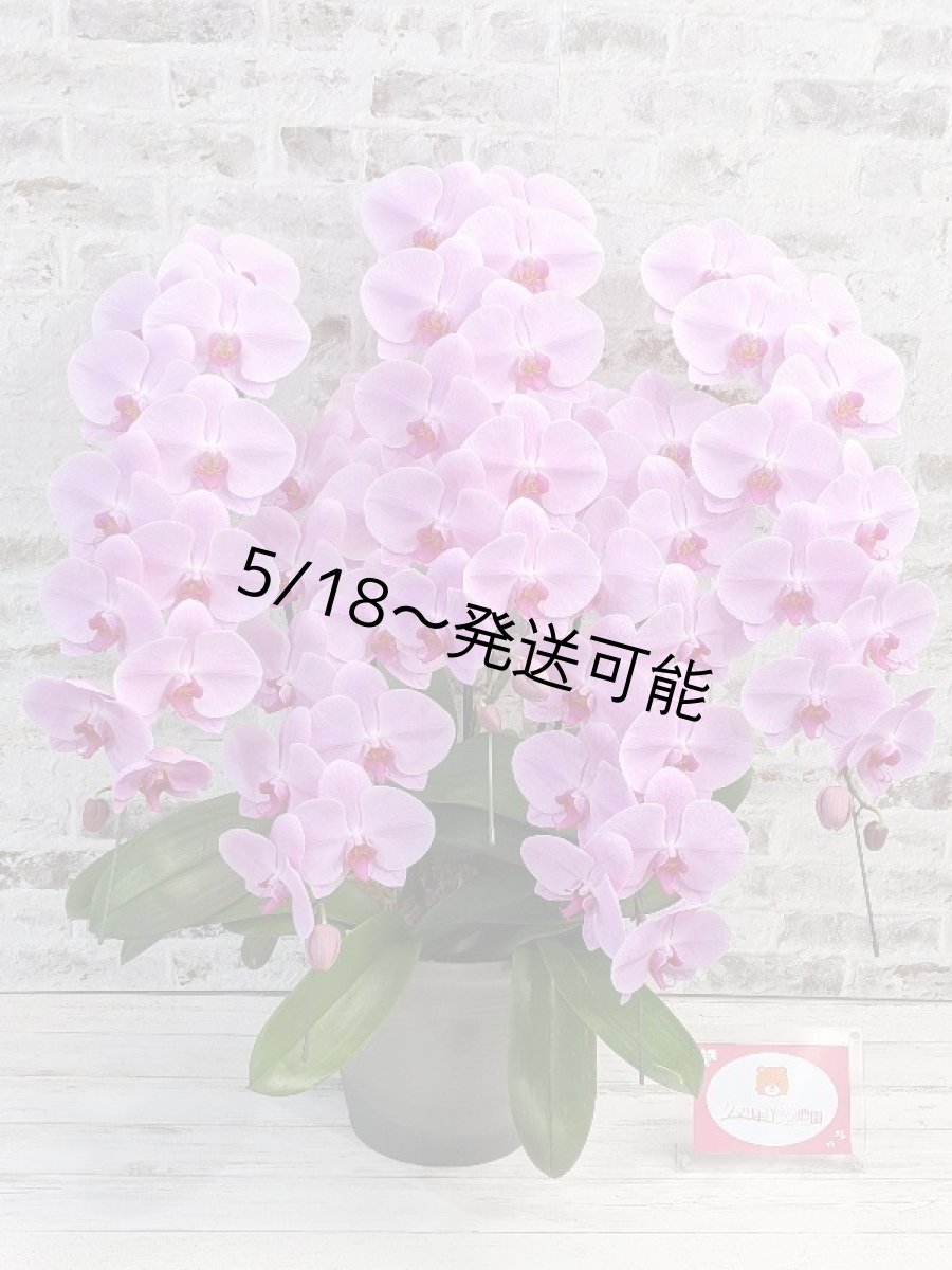 画像6: 【※大型送料3,800円】☆艶やかなピンク☆スタンダード＊姫葵(ヒメアオイ)大輪＊(５本立) ７つの特典付き！〈約高さ９０ｃｍ、横幅８０ｃｍ、奥行き５０ｃｍ〉55輪以上  (6)