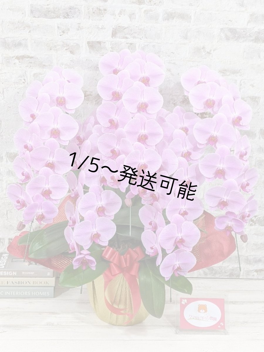 画像1: 【※大型送料3,800円】☆艶やかなピンク☆スタンダード＊姫葵(ヒメアオイ)大輪＊(５本立) ７つの特典付き！〈約高さ９０ｃｍ、横幅８０ｃｍ、奥行き５０ｃｍ〉55輪以上  (1)