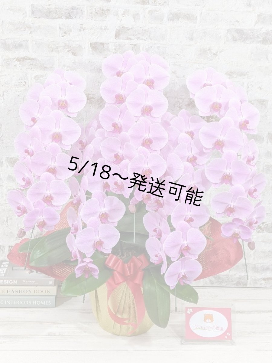 画像1: 【※大型送料3,800円】☆艶やかなピンク☆スタンダード＊姫葵(ヒメアオイ)大輪＊(５本立) ７つの特典付き！〈約高さ９０ｃｍ、横幅８０ｃｍ、奥行き５０ｃｍ〉55輪以上  (1)