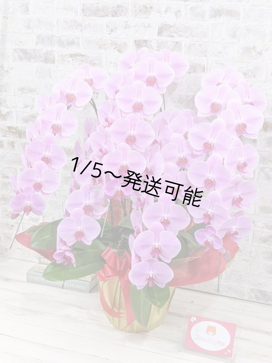 画像2: 【※大型送料3,800円】☆艶やかなピンク☆スタンダード＊姫葵(ヒメアオイ)大輪＊(５本立) ７つの特典付き！〈約高さ９０ｃｍ、横幅８０ｃｍ、奥行き５０ｃｍ〉55輪以上  (2)