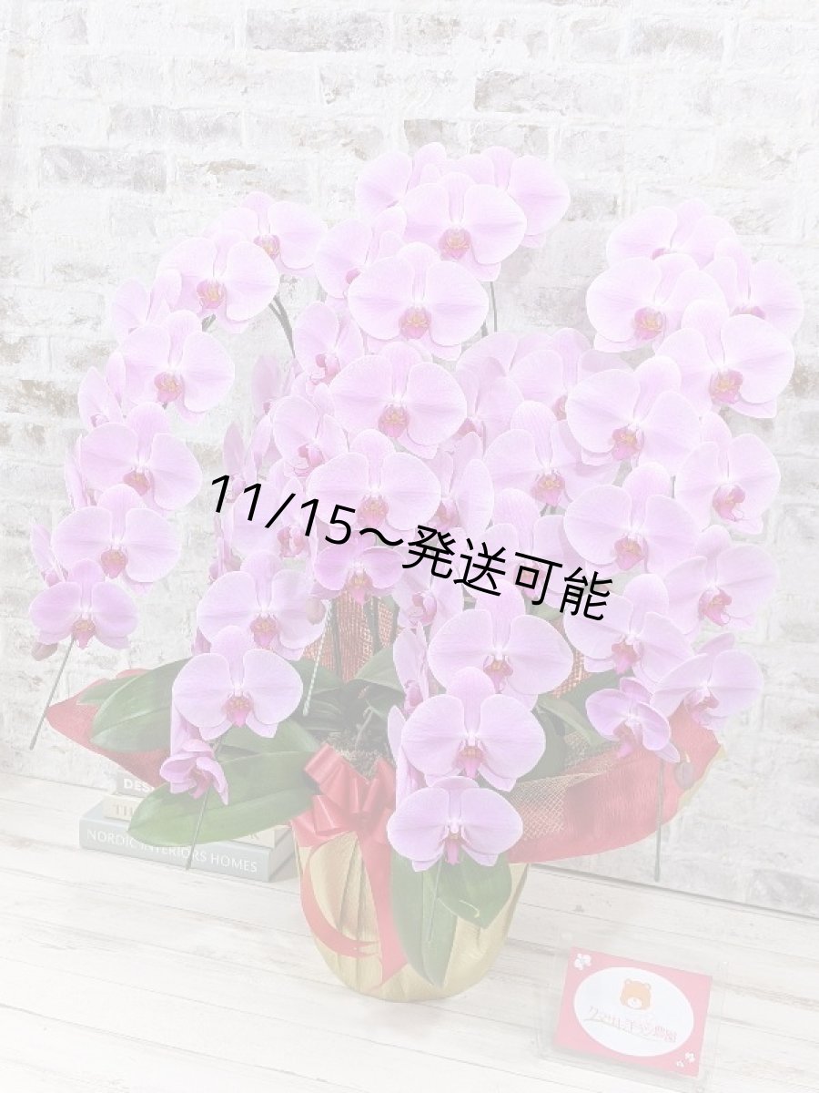 画像2: 【※大型送料3,800円】☆艶やかなピンク☆スタンダード＊姫葵(ヒメアオイ)大輪＊(５本立) ７つの特典付き！〈約高さ９０ｃｍ、横幅８０ｃｍ、奥行き５０ｃｍ〉55輪以上  (2)