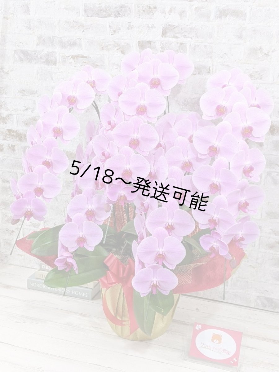 画像2: 【※大型送料3,800円】☆艶やかなピンク☆スタンダード＊姫葵(ヒメアオイ)大輪＊(５本立) ７つの特典付き！〈約高さ９０ｃｍ、横幅８０ｃｍ、奥行き５０ｃｍ〉55輪以上  (2)