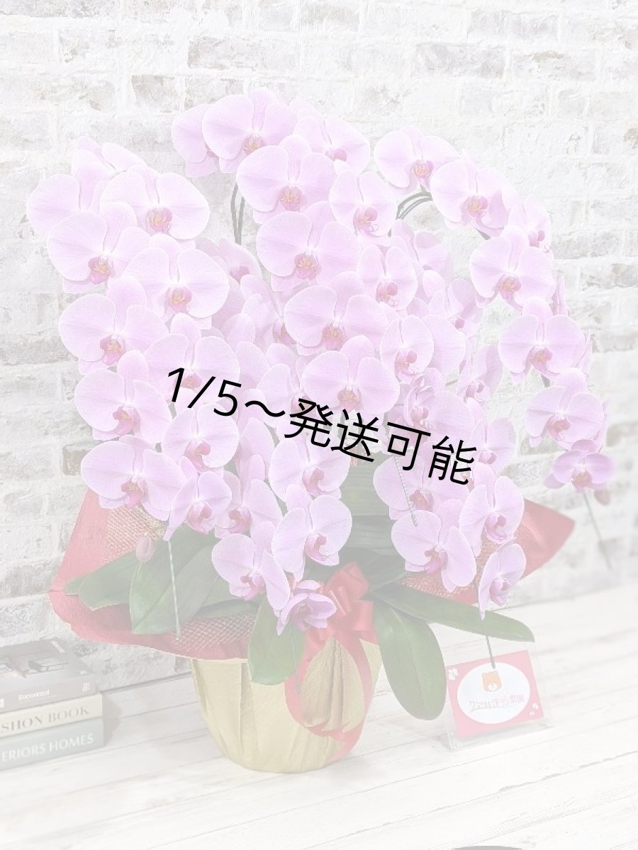 画像3: 【※大型送料3,800円】☆艶やかなピンク☆スタンダード＊姫葵(ヒメアオイ)大輪＊(５本立) ７つの特典付き！〈約高さ９０ｃｍ、横幅８０ｃｍ、奥行き５０ｃｍ〉55輪以上  (3)