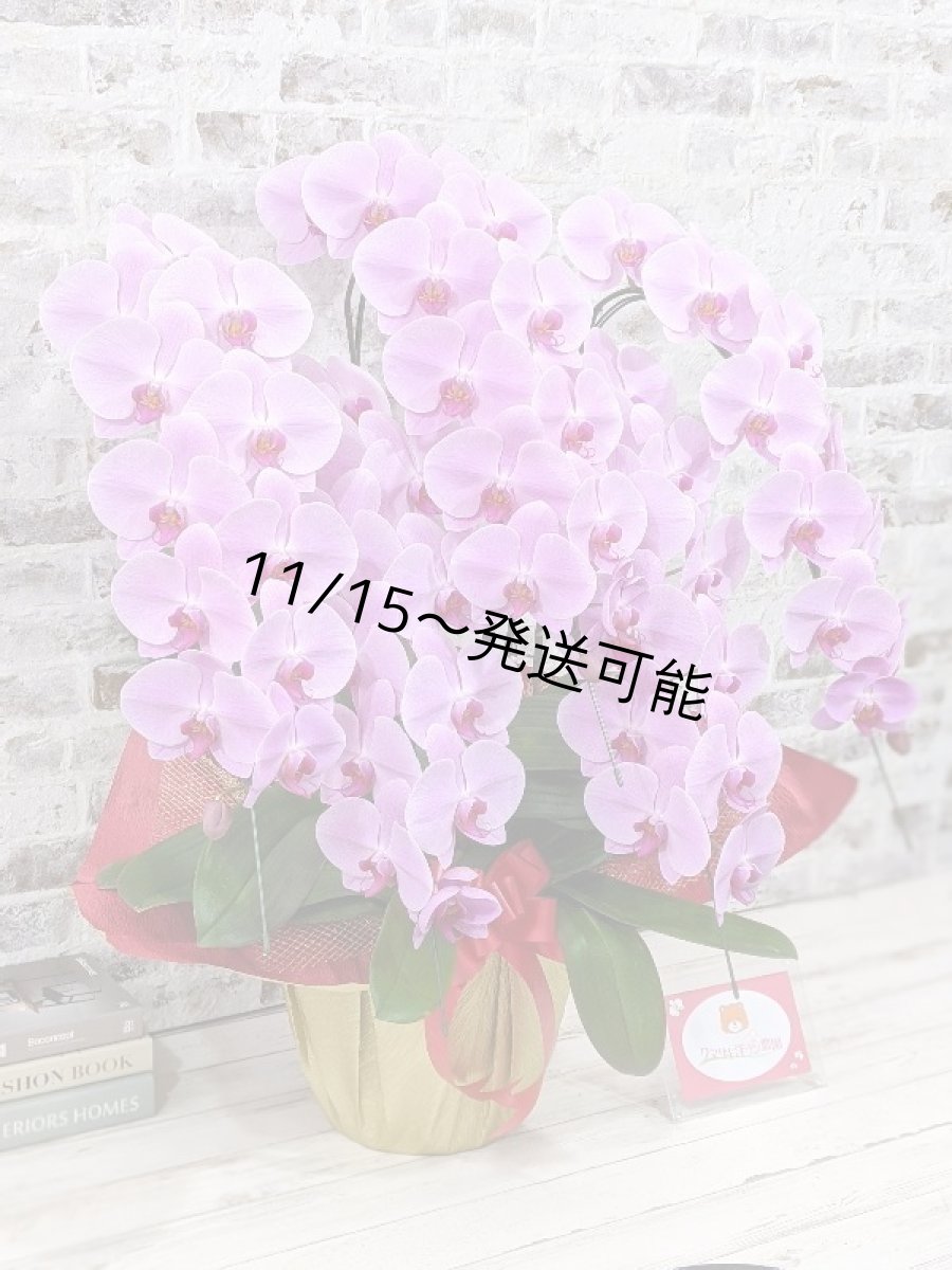 画像3: 【※大型送料3,800円】☆艶やかなピンク☆スタンダード＊姫葵(ヒメアオイ)大輪＊(５本立) ７つの特典付き！〈約高さ９０ｃｍ、横幅８０ｃｍ、奥行き５０ｃｍ〉55輪以上  (3)