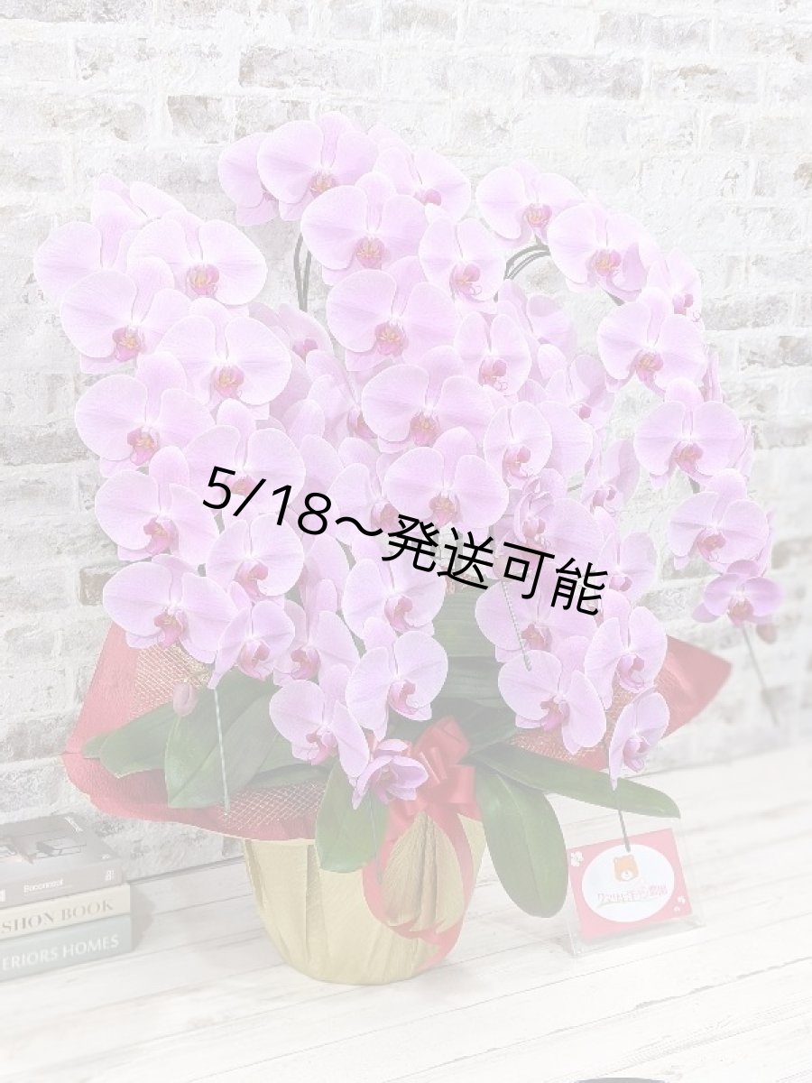 画像3: 【※大型送料3,800円】☆艶やかなピンク☆スタンダード＊姫葵(ヒメアオイ)大輪＊(５本立) ７つの特典付き！〈約高さ９０ｃｍ、横幅８０ｃｍ、奥行き５０ｃｍ〉55輪以上  (3)