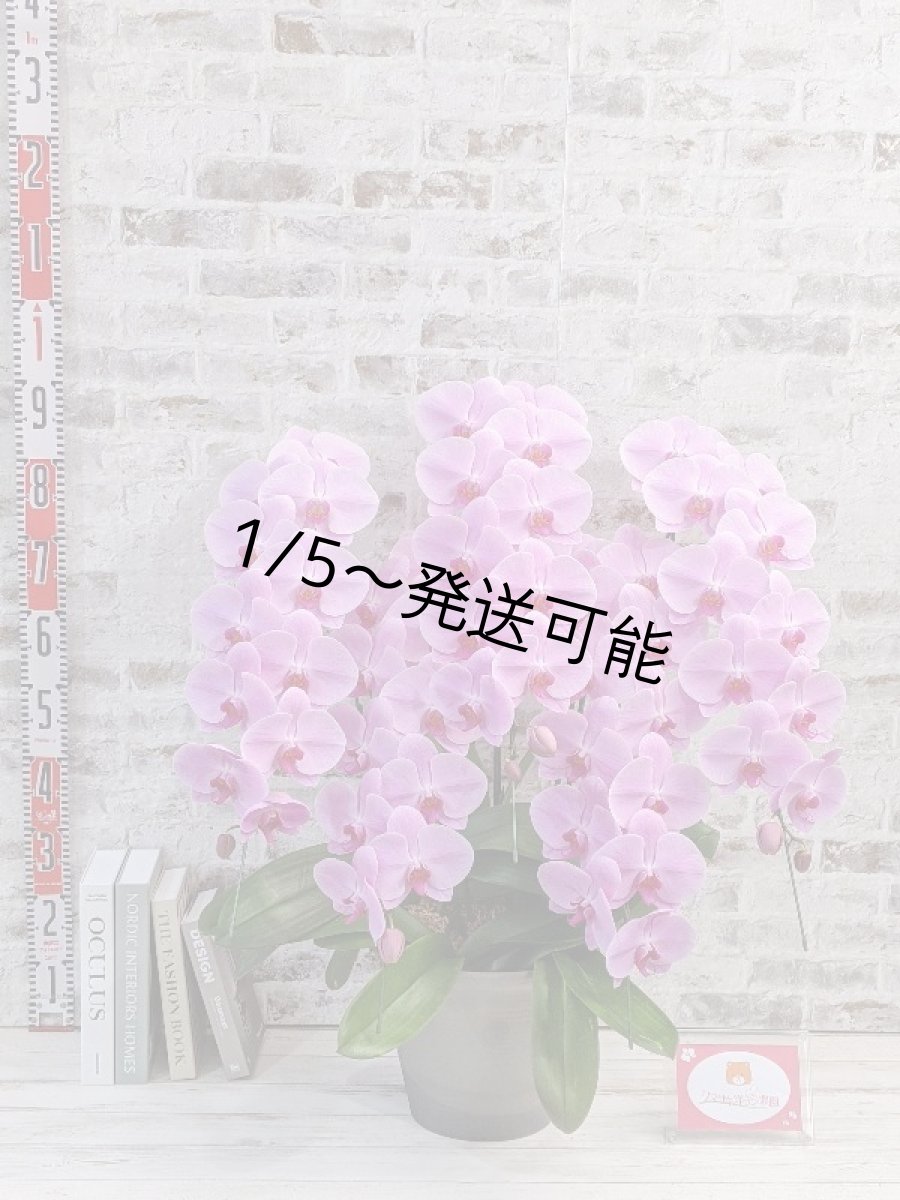 画像5: 【※大型送料3,800円】☆艶やかなピンク☆スタンダード＊姫葵(ヒメアオイ)大輪＊(５本立) ７つの特典付き！〈約高さ９０ｃｍ、横幅８０ｃｍ、奥行き５０ｃｍ〉55輪以上  (5)