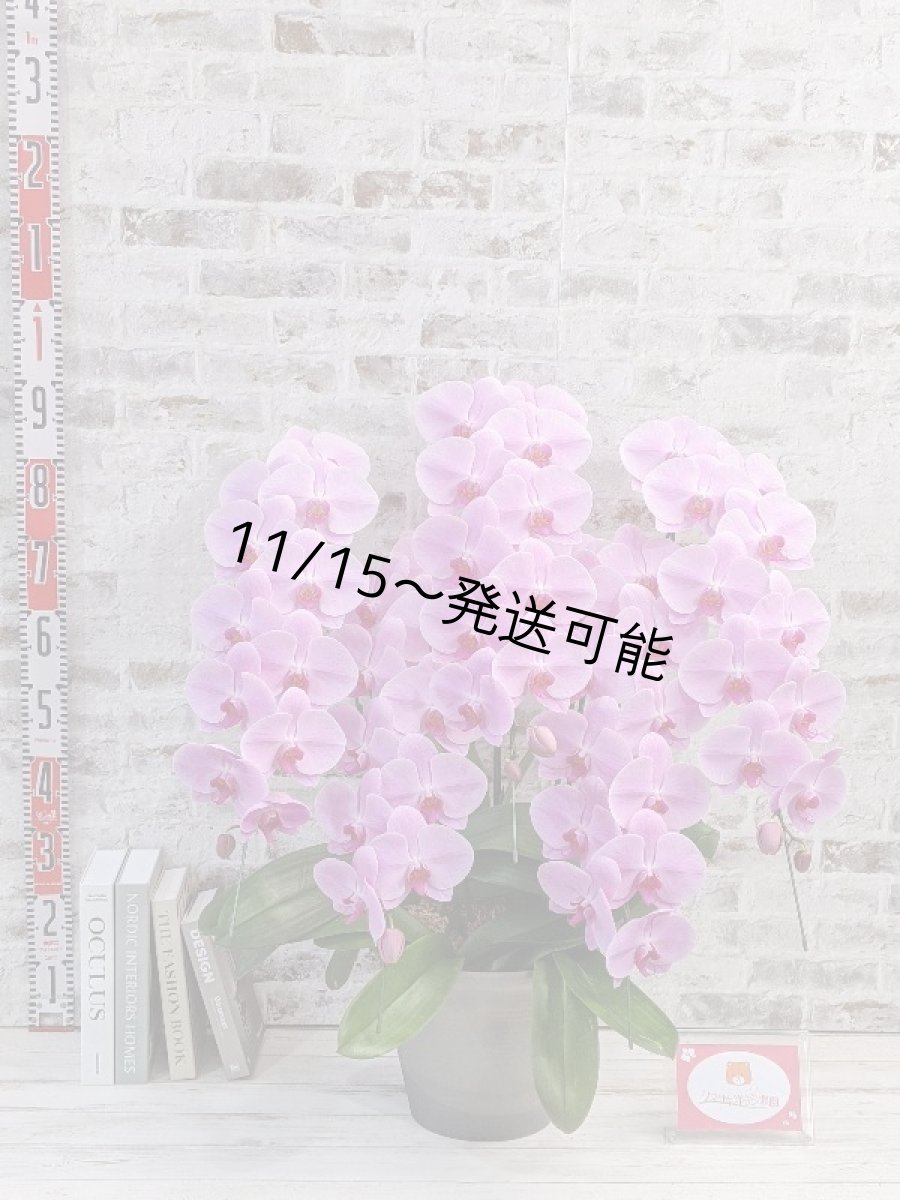 画像5: 【※大型送料3,800円】☆艶やかなピンク☆スタンダード＊姫葵(ヒメアオイ)大輪＊(５本立) ７つの特典付き！〈約高さ９０ｃｍ、横幅８０ｃｍ、奥行き５０ｃｍ〉55輪以上  (5)