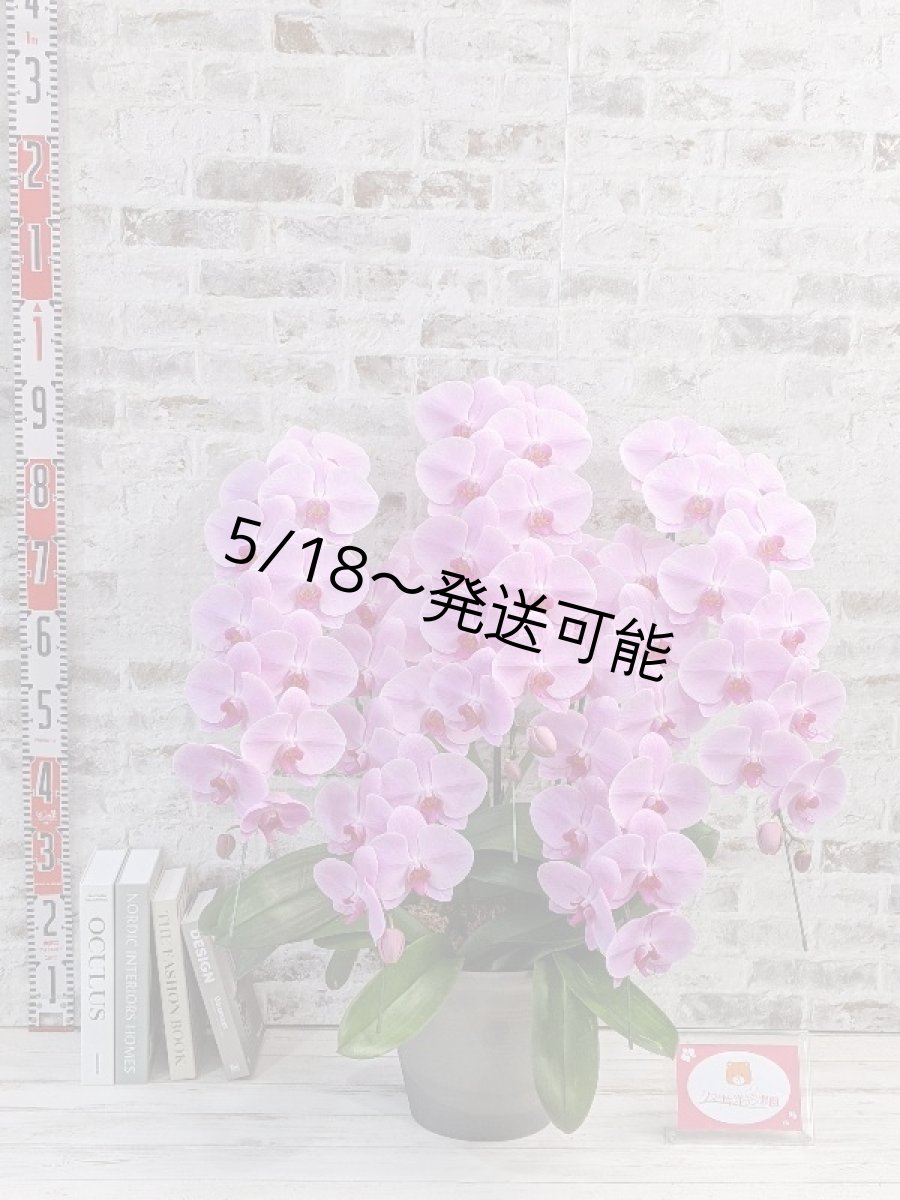 画像5: 【※大型送料3,800円】☆艶やかなピンク☆スタンダード＊姫葵(ヒメアオイ)大輪＊(５本立) ７つの特典付き！〈約高さ９０ｃｍ、横幅８０ｃｍ、奥行き５０ｃｍ〉55輪以上  (5)