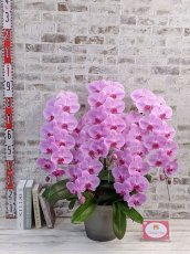 画像5: ☆艶やかなピンク☆スタンダード＊姫葵(ヒメアオイ)大輪＊(５本立) ７つの特典付き！〈約高さ９０ｃｍ、横幅８０ｃｍ、奥行き５０ｃｍ〉55輪以上  (5)