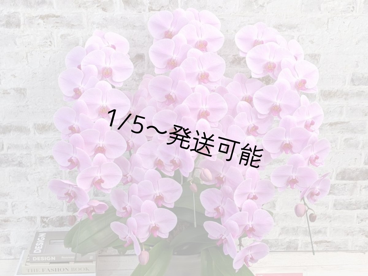 画像4: 【※大型送料3,800円】☆艶やかなピンク☆スタンダード＊姫葵(ヒメアオイ)大輪＊(５本立) ７つの特典付き！〈約高さ９０ｃｍ、横幅８０ｃｍ、奥行き５０ｃｍ〉55輪以上  (4)