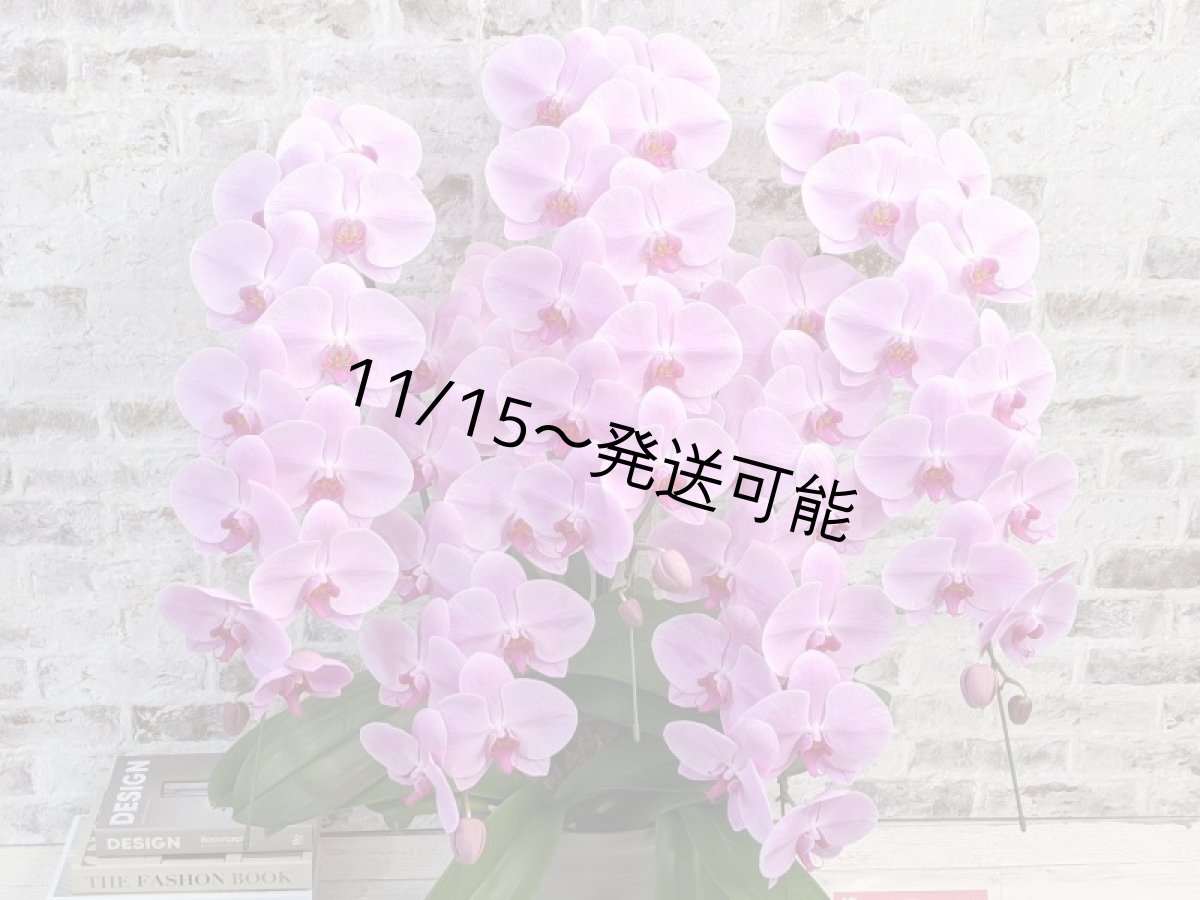 画像4: 【※大型送料3,800円】☆艶やかなピンク☆スタンダード＊姫葵(ヒメアオイ)大輪＊(５本立) ７つの特典付き！〈約高さ９０ｃｍ、横幅８０ｃｍ、奥行き５０ｃｍ〉55輪以上  (4)