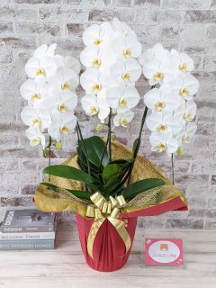 蘭花10 蘭花系列DF-OR0008 | da'co & co