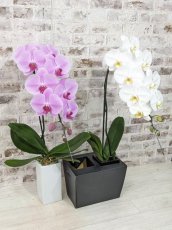 画像8: 【☆新機能☆ＢＯＸ胡蝶蘭】　鳴滝清流胡蝶蘭（なるたきせいりゅうこちょうらん）２本立て＊白＊（大輪）＜７つの特典付き！＞〈約高さ８５ｃｍ、横幅４０ｃｍ、奥行き４０ｃｍ〉22輪以上 (8)