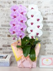 画像2: 【ＺＥＲＯ胡蝶蘭】　ピンク大輪　×　舞姫シロアカ＊（大輪）２本立ち　＜７つの特典付き！＞〈約高さ８５ｃｍ、横幅４０ｃｍ、奥行き４０ｃｍ〉22輪以上 (2)