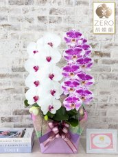 画像1: 【ＺＥＲＯ胡蝶蘭】　舞姫シロアカ　×　パープル・シオン　２本立（大輪）＜７つの特典付き！＞〈約高さ８５ｃｍ、横幅４０ｃｍ、奥行き４０ｃｍ〉22輪以上 (1)