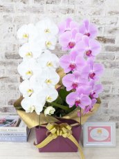 画像1: 【☆新機能☆ＢＯＸ胡蝶蘭】　紅白胡蝶蘭　２本立て＊白・ピンク＊（大輪）＜７つの特典付き！＞〈約高さ８５ｃｍ、横幅４０ｃｍ、奥行き４０ｃｍ〉22輪以上 (1)