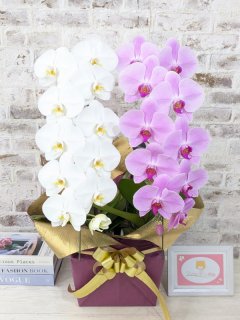 竣工祝い】 - 胡蝶蘭販売 ランノハナドットコム