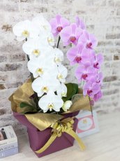 画像2: 【☆新機能☆ＢＯＸ胡蝶蘭】　紅白胡蝶蘭　２本立て＊白・ピンク＊（大輪）＜７つの特典付き！＞〈約高さ８５ｃｍ、横幅４０ｃｍ、奥行き４０ｃｍ〉22輪以上 (2)