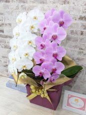 画像3: 【☆新機能☆ＢＯＸ胡蝶蘭】　紅白胡蝶蘭　２本立て＊白・ピンク＊（大輪）＜７つの特典付き！＞〈約高さ８５ｃｍ、横幅４０ｃｍ、奥行き４０ｃｍ〉22輪以上 (3)