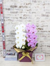 画像5: 【☆新機能☆ＢＯＸ胡蝶蘭】　紅白胡蝶蘭　２本立て＊白・ピンク＊（大輪）＜７つの特典付き！＞〈約高さ８５ｃｍ、横幅４０ｃｍ、奥行き４０ｃｍ〉22輪以上 (5)