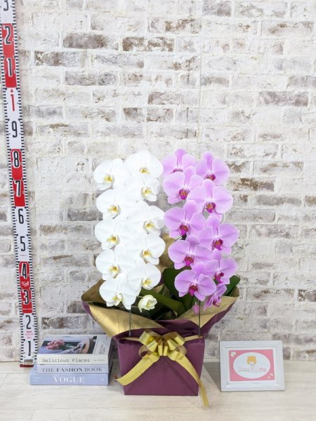 造花19本　胡蝶蘭(白)(ピンク)、藤の花(白)(黄色) ZERO胡蝶蘭】 紅白胡蝶蘭 2本立て＊白・ピンク＊（大輪）＜7つの