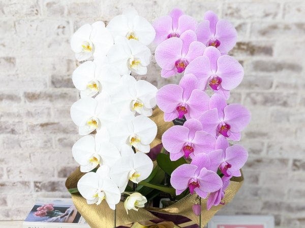 造花19本　胡蝶蘭(白)(ピンク)、藤の花(白)(黄色) ZERO胡蝶蘭】 紅白胡蝶蘭 2本立て＊白・ピンク＊（大輪）＜7つの