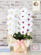 画像1: 【ZERO胡蝶蘭】　白大輪　×　シロアカ大輪　２本立て＊白・シロアカ＜７つの特典付き！＞〈約高さ８５ｃｍ、横幅４０ｃｍ、奥行き４０ｃｍ〉22輪以上 (1)