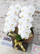 画像2: 【☆新機能☆ＢＯＸ胡蝶蘭】　鳴滝清流胡蝶蘭（なるたきせいりゅうこちょうらん）２本立て＊白＊（大輪）＜７つの特典付き！＞〈約高さ８５ｃｍ、横幅４０ｃｍ、奥行き４０ｃｍ〉22輪以上 (2)