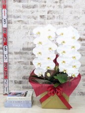 画像5: 【☆新機能☆ＢＯＸ胡蝶蘭】　鳴滝清流胡蝶蘭（なるたきせいりゅうこちょうらん）２本立て＊白＊（大輪）＜７つの特典付き！＞〈約高さ８５ｃｍ、横幅４０ｃｍ、奥行き４０ｃｍ〉22輪以上 (5)