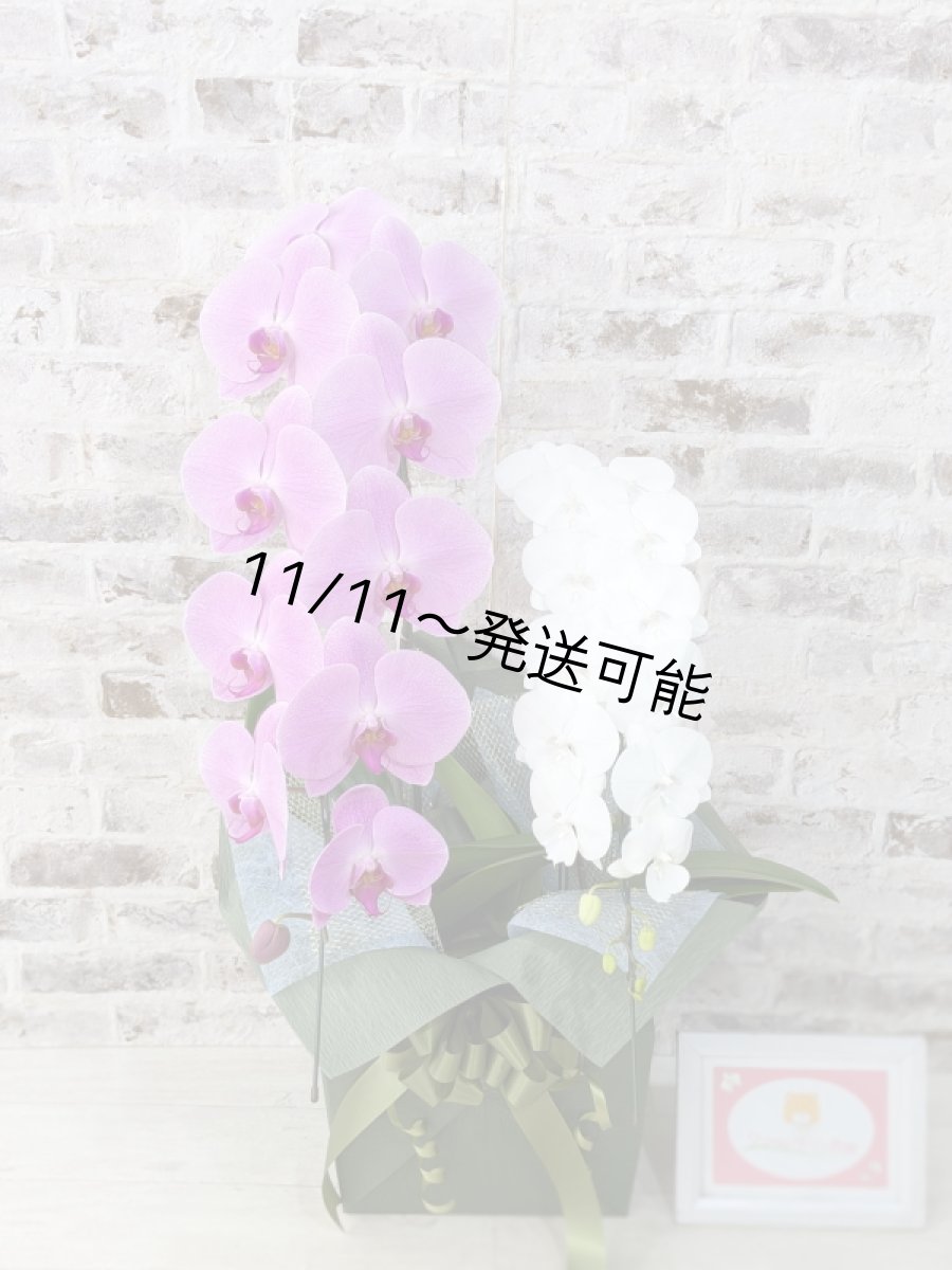 画像1: 【☆新機能☆ＢＯＸ胡蝶蘭】　姫葵（ピンク大輪）×リトルシルキー(白ミディ）＊（２本立）＜７つの特典付き！＞〈約高さ８５ｃｍ、横幅４０ｃｍ、奥行き４０ｃｍ〉 (1)