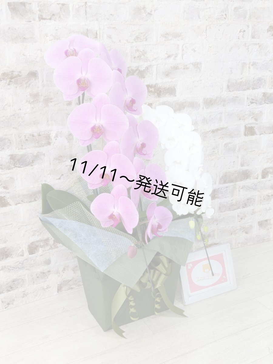 画像2: 【☆新機能☆ＢＯＸ胡蝶蘭】　姫葵（ピンク大輪）×リトルシルキー(白ミディ）＊（２本立）＜７つの特典付き！＞〈約高さ８５ｃｍ、横幅４０ｃｍ、奥行き４０ｃｍ〉 (2)