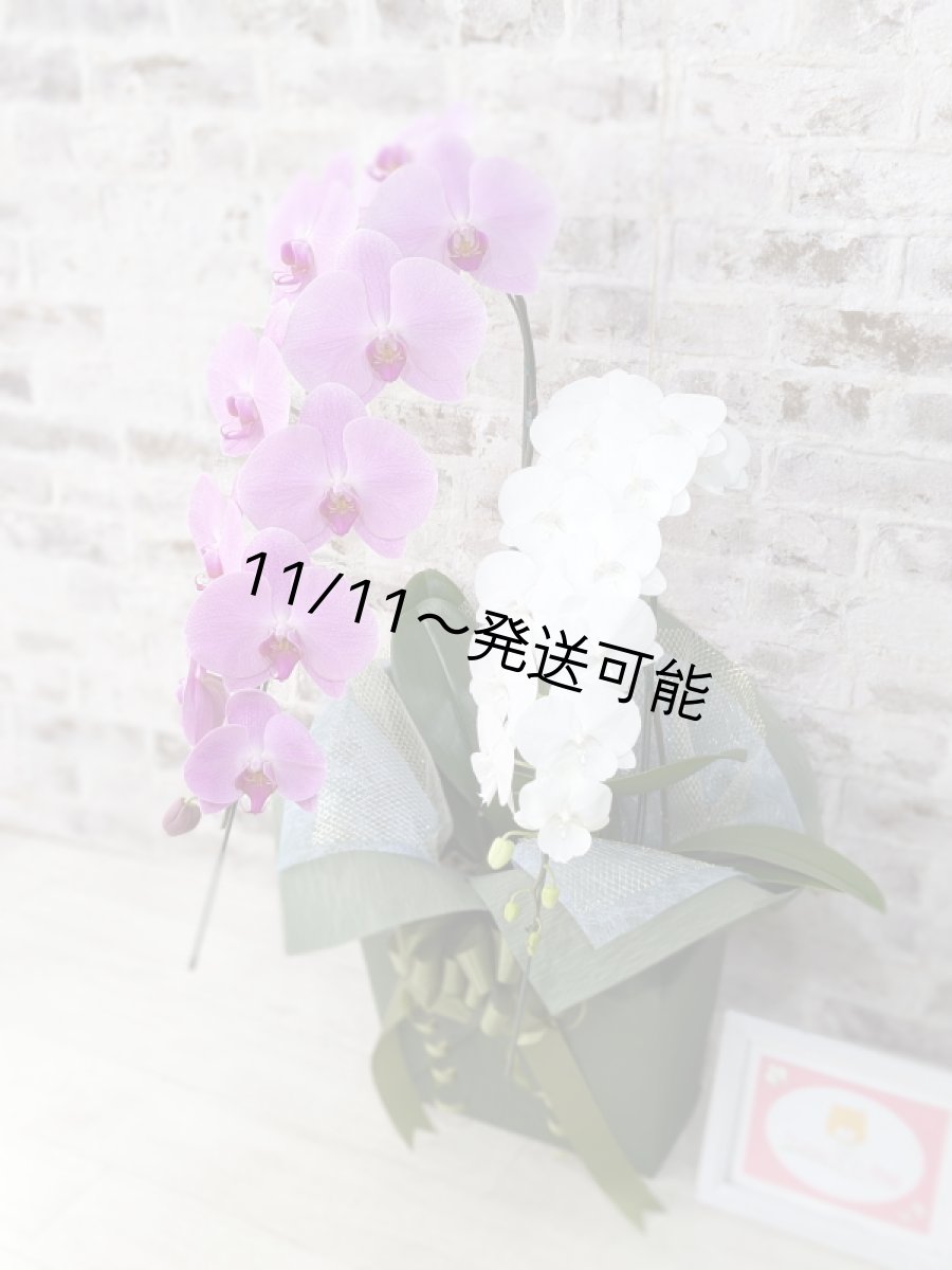 画像3: 【☆新機能☆ＢＯＸ胡蝶蘭】　姫葵（ピンク大輪）×リトルシルキー(白ミディ）＊（２本立）＜７つの特典付き！＞〈約高さ８５ｃｍ、横幅４０ｃｍ、奥行き４０ｃｍ〉 (3)