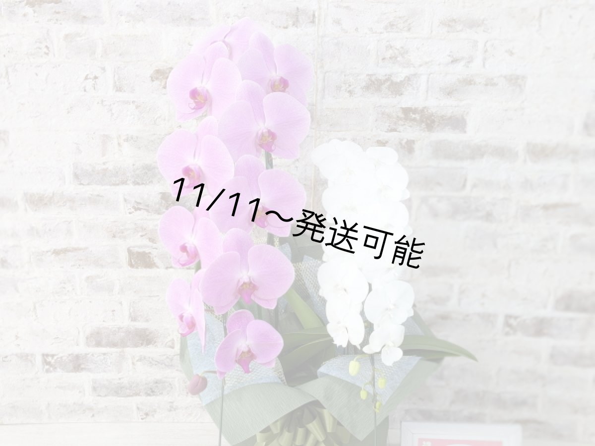 画像4: 【☆新機能☆ＢＯＸ胡蝶蘭】　姫葵（ピンク大輪）×リトルシルキー(白ミディ）＊（２本立）＜７つの特典付き！＞〈約高さ８５ｃｍ、横幅４０ｃｍ、奥行き４０ｃｍ〉 (4)