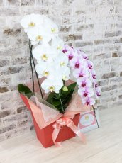 画像2: 【☆新機能☆ＢＯＸ胡蝶蘭】　白大輪×乙姫（薄ピンクミディ）＊（２本立）＊＜７つの特典付き！＞〈約高さ８５ｃｍ、横幅４０ｃｍ、奥行き４０ｃｍ〉 (2)
