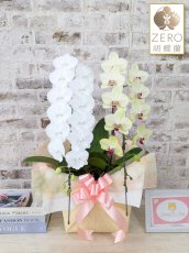 画像1: 【ＺＥＲＯ胡蝶蘭】　リトルシルキー(白ミディ）中輪×日の出（イエローミディ）中輪＊（２本立）＜７つの特典付き！＞〈約高さ６５ｃｍ、横幅３０ｃｍ、奥行き４５ｃｍ〉 (1)
