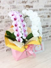 画像3: 【☆新機能☆ＢＯＸ胡蝶蘭】　乙姫(薄ピンクミディ)×リトルシルキー(白ミディ）＊（２本立）＜７つの特典付き！＞〈約高さ６５ｃｍ、横幅３０ｃｍ、奥行き４５ｃｍ〉 (3)