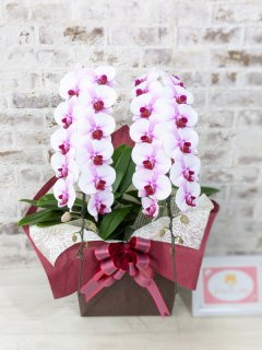 退職祝い】 - 胡蝶蘭販売 ランノハナドットコム